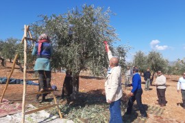 قيادة وأعضاء  رابطة المستقلين الكرد السوريين  يساعدون أهالي عفرين في قطف الزيتون .